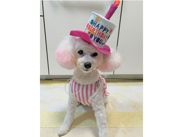 卒業犬のソニーちゃん♪
